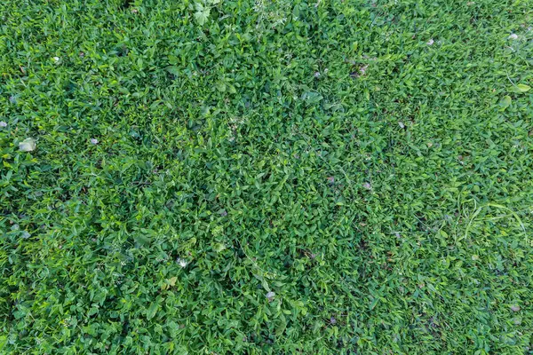 stock image Fragment of the meadow overgrown with the knotgrass and other grass in overcast day, top view