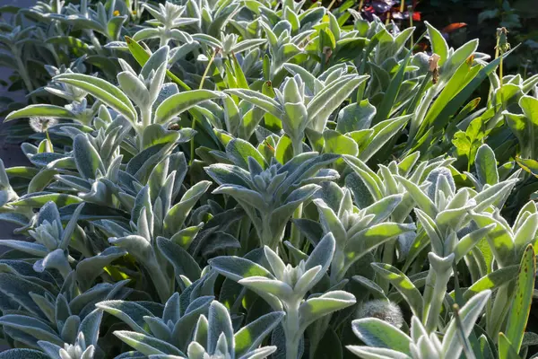 Stachys Bizansina 'nın kökleri, ayrıca kuzu kulağı olarak da bilinir, gümüş-beyaz ipek saçlarla kaplı bahar güneşli akşamları, yakın plan,