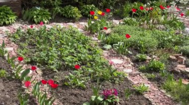 Kırmızı laleli çiçek tarhı ve diğer çiçekler