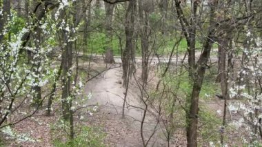 Parkta beyaz ve pembe çiçekler açan farklı ağaçlar.