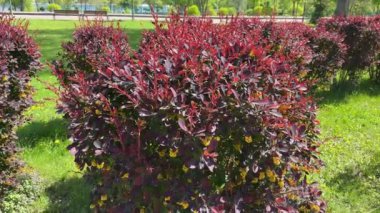 Güneşli bir günde parkta çiçek açan Berberis ottawensis çalıları