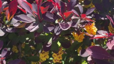 Güneşli bir günde çiçek açan Berberis ottawensis 'in dalları