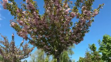 Parktaki açık gökyüzüne karşı çiçek açan kiraz ağacı.