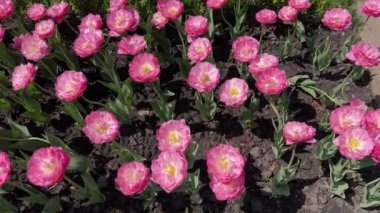 Parktaki çiçek tarhında pembe laleler, üst manzara.