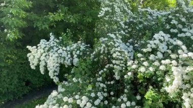 Bahar güneşli sabahında çiçek açan spiraea 'nın çalıları