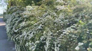 Güneşli bir sabahta kaldırım boyunca çiçek açan spiraea çalıları