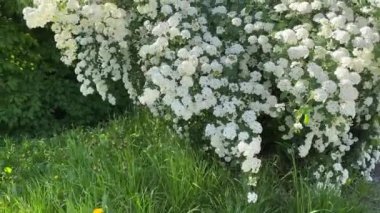 Bahar güneşli sabahında çiçek açan spiraea 'nın çalıları