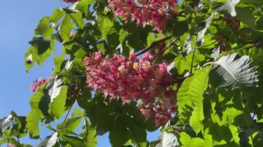 Güneşli bir günde kırmızı at kestanesi ağacının enfeksiyonları
