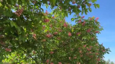 Güneşli bir günde açan kırmızı at kestanesinin dalları