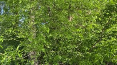 Güneş, ağaçlardaki yaprakların üzerindeki sudan yansıyor.