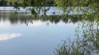 Söğüt dalları göl suyunun üstünde sallanıyor.