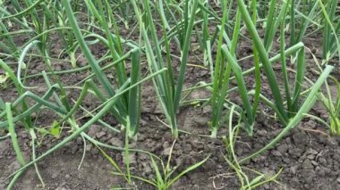 Bulutlu bir günde taze soğanın ekilmesi