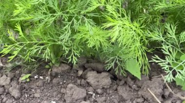 Derenin genç bitkileri yakın planda yetişiyor.