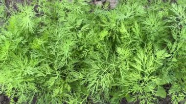 Derenin genç bitkileri tarlada yetişiyor.