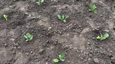 Bulutlu bir günde tarlada genç beyaz lahana bitkileri