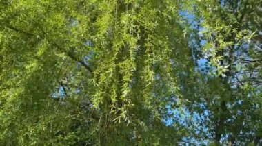 Yaşlı söğüt dalları açık gökyüzüne sarkmış