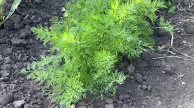 Akşam vakti tarlada yetişen dereotları.