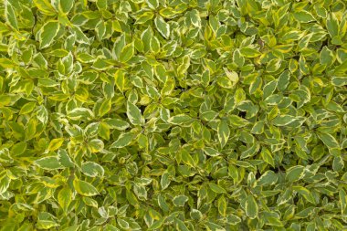 Süslü Cornus Alba dalları, ya da iki farklı tonda yeşil yaprakları olan beyaz odun ağaçları kenarlarında krem rengi bir kenar, bulutlu bir günde, arka planda