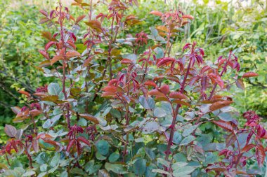 Bir bahçenin genç dalları, diğer bitkilerin bulanık arka planında bahar sabahı taze yapraklarla doludur.