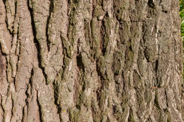 Yaşlı söğüt ağacının gövdesindeki sert çatallı kabuğun dokusu hafifçe liken ile kaplı, akşam ışığı manzarası, arka plan