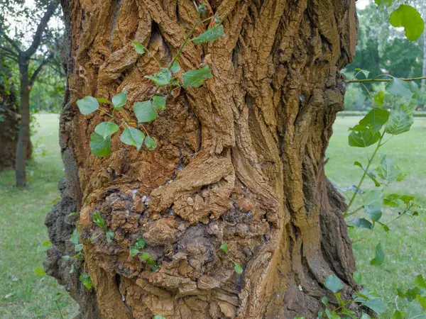 stock image Part of the trunk of old black poplar tree with rough cracky bark, gnarled outgrowths and small twigs with young leaves in spring overcast day, close-up in selective focus