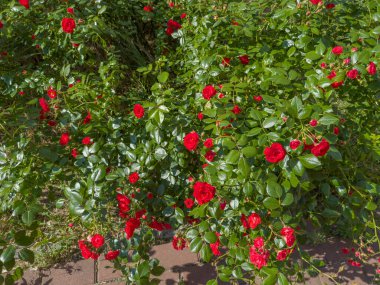 Bahçedeki gül tarlasının çalıları. Güneşli bir günde küçük kırmızı çiçekler ve çiçek tomurcukları. 