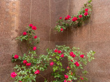 Branches of the creeping garden rose with red flowers weaving along the wall faced with red granite in overcast day clipart