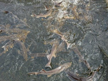 Sturgeons splashing on the water surface in a cage with raised mesh on a sturgeon farm clipart