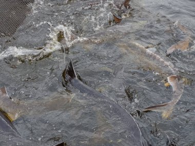 Mersin balığı çiftliğinde yükselen bir kafesin içinde su yüzeyine sıçrayan mersin balıkları.