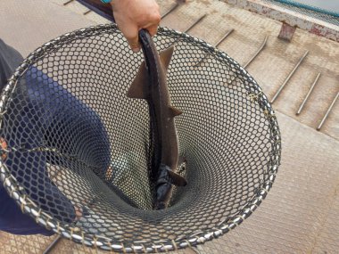 Caught live Siberian sturgeon in the fish scoop-net on a sturgeon farm, top view clipart