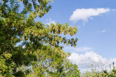 Acer Negundo 'nun dalları, ayrıca kül yapraklı akçaağaç olarak da bilinir. Olgunlaşmamış çift kanatlı tohumlar ile yaz güneşli günlerinde diğer ağaçlara ve gökyüzüne karşı samaras denir.