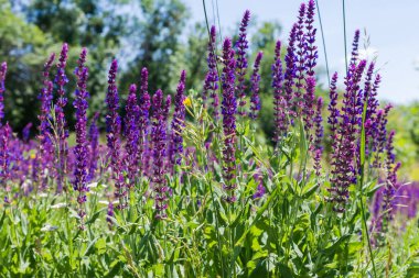 Çiçek açan Salvia Nemorosa 'nın kökleri, aynı zamanda orman bilgesi olarak da bilinir. Mor-mavi çiçekleri diğer çimlerin arasında güneşli bir günde, seçici odak noktasında yakın çekim