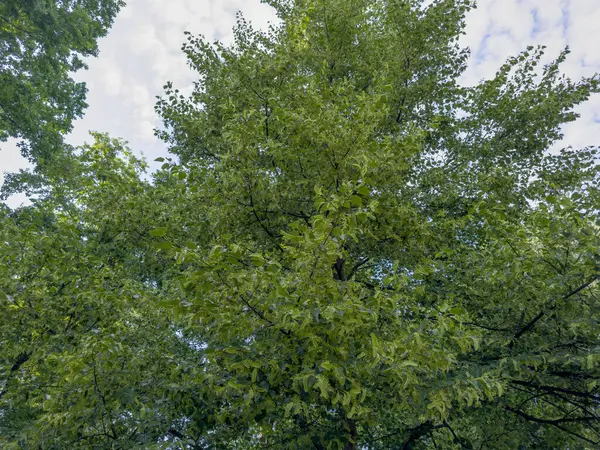 stock image Branches of the linden with unripe fruits after a flowering period in park in overcast day, bottom up view against the sky