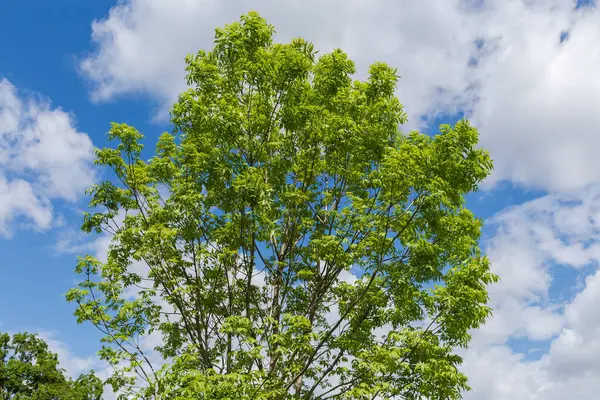 stock image Top part of the young ash-tree on a background of the partly cloudy sky in spring sunny day