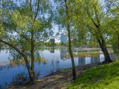 Şehir parkındaki geniş nehir kıyısında büyüyen yaşlı söğütler çok katlı evlere ve güneşli baharda sudaki yansımalarına karşı.