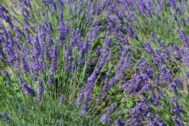 Bir tarlada açan lavantanın kökleri, seçici odak noktasında güneşli bir günde manzara
