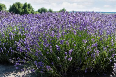 Bushes of the blooming lavender on a field, view from the bottom shooting point in sunny day in selective focus clipart