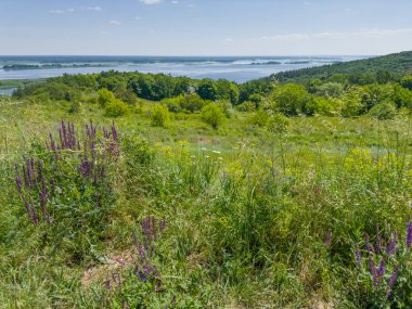 Geniş bir nehrin yüksek yamaçlı kıyısı kısmen ormanla kaplı, yüksek çimler ve güneşli yaz günlerinde ön planda büyüyen salvia çiçekleri.