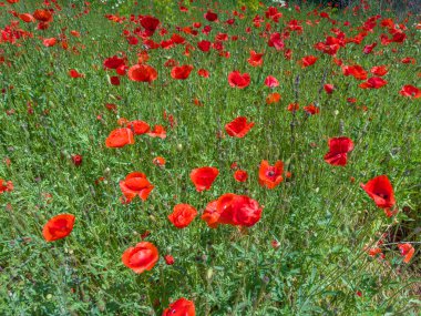 Yazın güneşli bir günde kırmızı çiçekli yabani gelincik