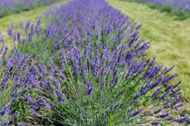 Güneşli bir günde tarlada çiçek açan lavanta çalıları, seçici odak noktası sığ alan derinliği