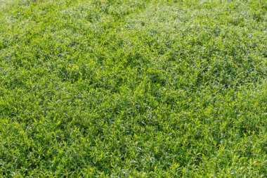 Çayırın bir kısmı çimlerle kaplanmış güneşli bir sabahta çiğ tanesiyle.