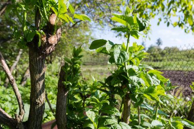Genç yeşil filizler, baharda güneşli bir akşamda diğer ağaçların bulanık arka planında budanmış ağaç gövdeleri ve dalları üzerinde.