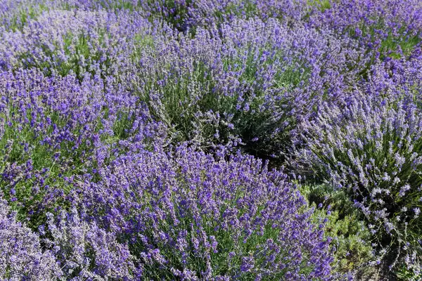 stock image Bushes of the blooming lavender on a field, view in sunny day in selective focus