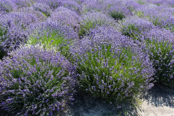 stock image Bushes of the blooming lavender on a field, view in sunny day in selective focus