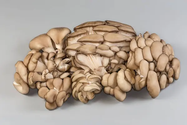 stock image Bunches of raw harvested oyster mushrooms on gray background