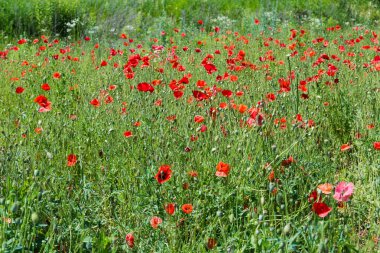Yazın güneşli bir günde kırmızı çiçekli yabani gelincik