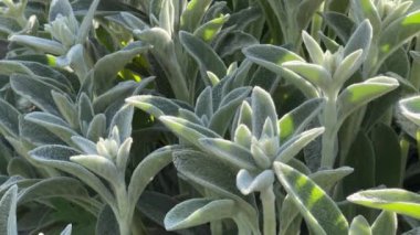 Akşam ışığı altında Stachys Bizanslılarının çalıları