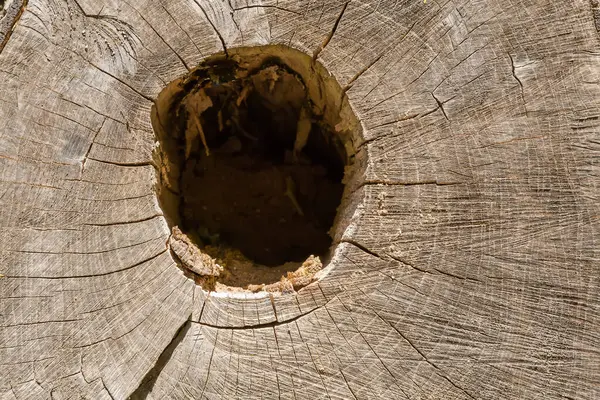 stock image Texture of transverse cut of ash tree trunk with cracks, chainsaw traces and hollow in center in sunny day