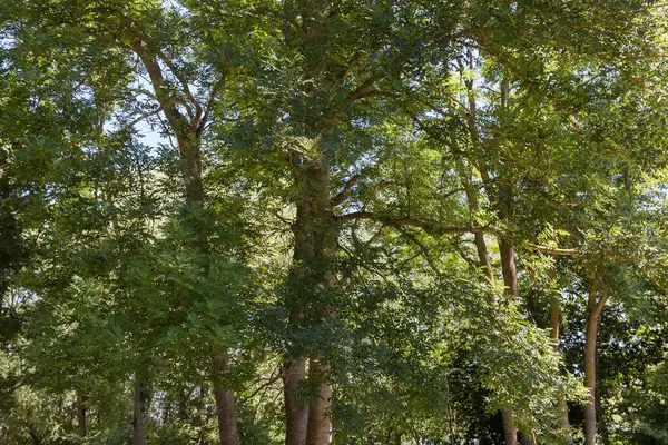 stock image Trunks and branches of the several old high common ash trees in sunny weather in summer, fragment