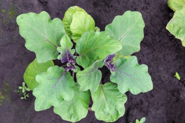 Bulutlu bir sabahta yağmurun ardından bir tarlada patlıcanın genç bitkisi, ıslak toprağın arka planındaki üst manzara.